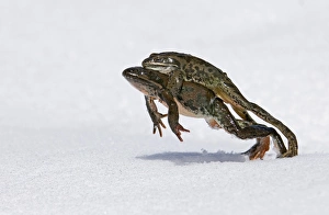 Images Dated 2006 April: Marsh Frog Print: Mating Pair in Snowy Landscape