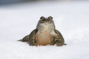 Images Dated 2006 April: Marsh Frog Print in Snow, Great Caucasus