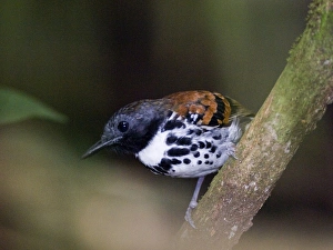 Tropical Bird Photography Prints: 02419dt
