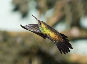 David Tipling Wildlife Photography Prints: 02420dt