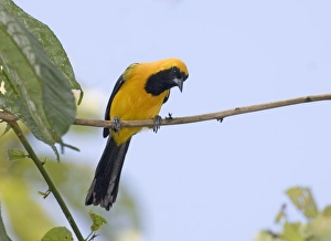 Panama Bird Species Prints: 02423dt