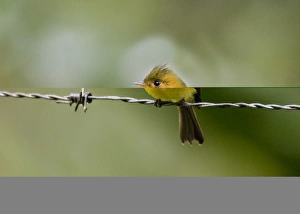 Prints of Common Tufted Flycatcher Mitrphanes Phaeocercus vividus Altos Del Maria Panama Images Dated 2005 November: Common Tufted Flycatcher Print, Panama
