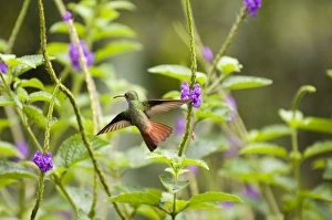 Rufous-tailed Hummingbird Print