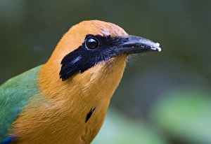 Prints of Rufous Motmot Baryphthengus martii semirufus Canopy Lodge El Valle Panama Motmots Prints: Rufous Motmot Print, Baryphthengus martii semirufus