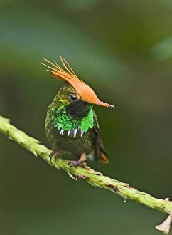 Central American Birds Prints: 02432dt