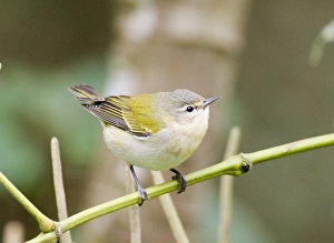 November Bird Sightings Prints: 02436dt