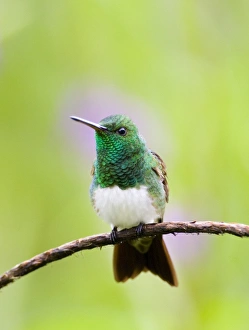 Prints of Snowy-bellied Hummingbird Amazilia e edward El Valle Panama Images Dated 2005 November: Snowy-bellied Hummingbird Print (Amazilia edward) from El Valle, Panama