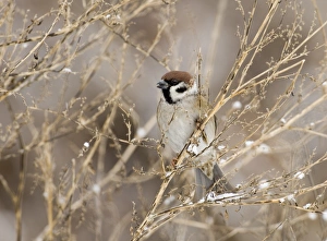 Prints of Tree Sparrow Passer montanus Norfolk UK winter Montanus Prints: Tree Sparrow Print, Norfolk UK Winter Scene