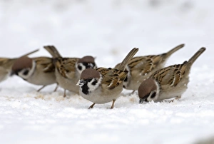 Winter Bird Photography UK Prints: 02444dt