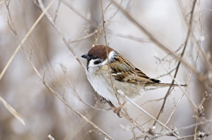 Prints of Tree Sparrow Passer montanus Norfolk UK winter Montanus Prints: Tree Sparrow Print - Norfolk UK Winter Scene
