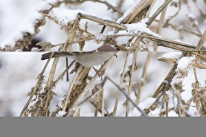 Norfolk Wildlife Images Prints: 02446dt