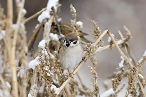 Prints of Tree Sparrow Passer montanus Norfolk UK winter Montanus Prints: Tree Sparrow Print - Norfolk UK Winter Scene