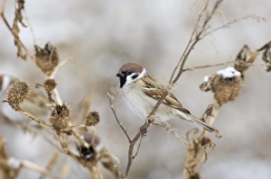 Prints of Tree Sparrow Passer montanus Norfolk UK winter Montanus Prints: Tree Sparrow Print - Norfolk Winter Scene