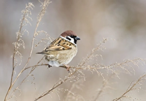 David Tipling Bird Photographer Prints: 02453dt