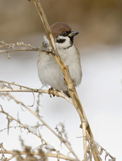 Winter Bird Images Prints: 02459dt