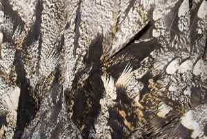 Prints of Nightjar Caprimulgus europaeus close up of feathers on mantle of bird Caprimulgiformes Prints: Nightjar Print - Close-up of Feathers on Mantle