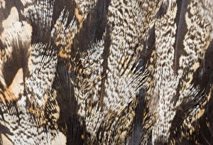 Nocturnal Bird Species Prints: 02468dt