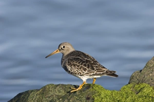 Wildlife Photographer David Tipling Prints: 02470dt