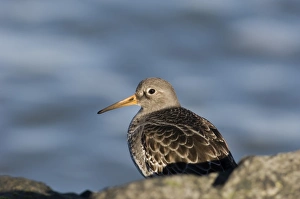 Winter Bird Photography Tips Prints: 02471dt