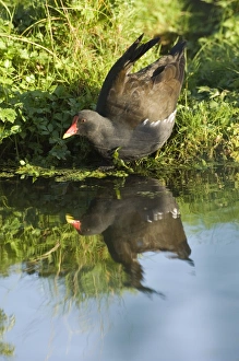 UK Wildlife Photography Prints: 02472dt