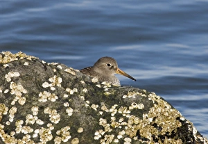 Purple Sandpiper Habitat Prints: 02473dt