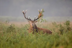 Wildlife Photography UK Prints: 02475dt