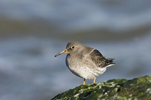 Purple Sandpiper Habitat Prints: 02476dt