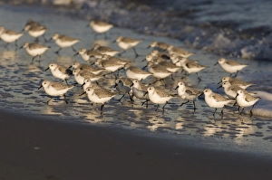 Norfolk Coast Wildlife Prints: 02478dt