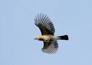 Images Dated 2005: Jay Garrulus glandarius in Flight Print