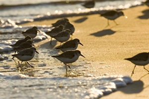 Wildlife Photography Norfolk Coast Prints: 02483dt