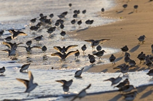 Prints of Sanderling Calidris alba flock feeding along tideline Norfolk winter Sanderling Prints: Sanderling Print, Norfolk Winter Scene