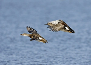 Prints of Gadwall Anas strepera pair taking off Cley Norfolk October Gadwall Prints: Gadwall Pair Print, Cley Norfolk