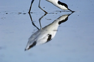 Birdwatching In East Anglia Prints: 02494dt