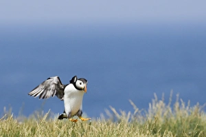 Bird Photography UK Prints: 02505dt