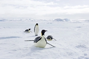 Emperor Penguins On Ice Prints: 02542dt