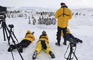 Emperor Penguin Chicks Prints: 02544dt