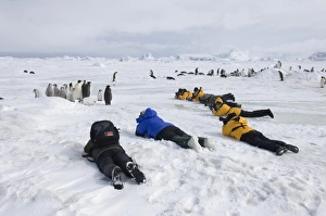 Emperor Penguin Chicks Prints: 02547dt