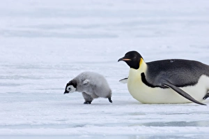 Snow Hill Island Antarctica Prints: 02549dt