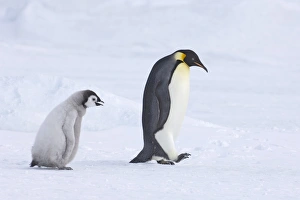 Emperor Penguin Chick Prints: 02550dt