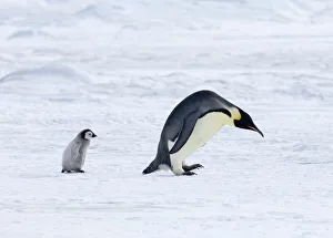 Emperor Penguin Print: Adult with Chick on Weddell Sea Ice