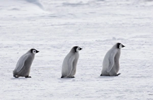 Emperor Penguin Chicks Prints: 02553dt