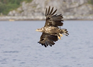 White Tailed Eagle Juvenile Prints: 02554dt