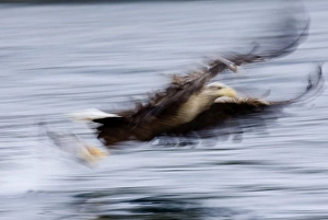 Sea Eagle Norway Prints: 02555dt
