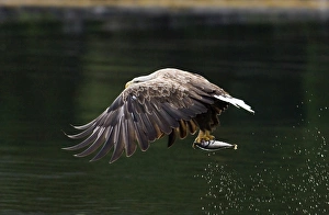 Prints of White-tailed Eagle (Sea Eagle). Haliaeetus albicilla adult with fish Norway July White Tailed Eagle Prints: White-tailed Eagle Print, Haliaeetus albicilla adult with fish