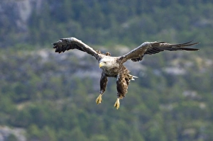 Sea Eagle Norway Prints: 02558dt