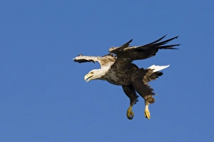 Sea Eagle Norway Prints: 02559dt