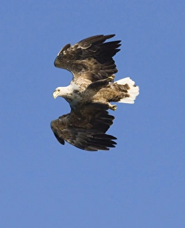 Haliaeetus Albicilla Images Prints: 02561dt