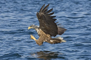 Haliaeetus Albicilla Images Prints: 02562dt