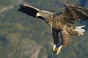 Haliaeetus Albicilla Images Prints: 02563dt