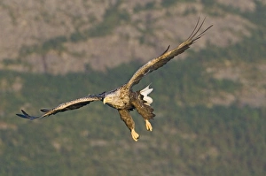 Haliaeetus Albicilla Images Prints: 02565dt